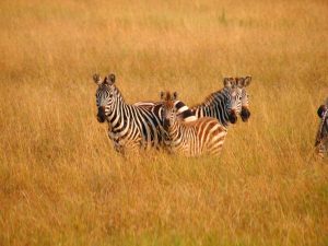 Read more about the article Africa in my Blood: Introduction