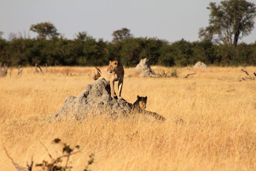 Safari in the Okavanga delta